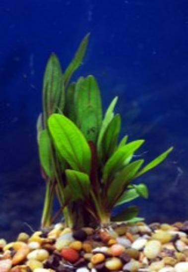 Picture of PLANT-RED RUBIN SWORD MED SPECIES: ECHINODORUS 'RED RUBIN'       