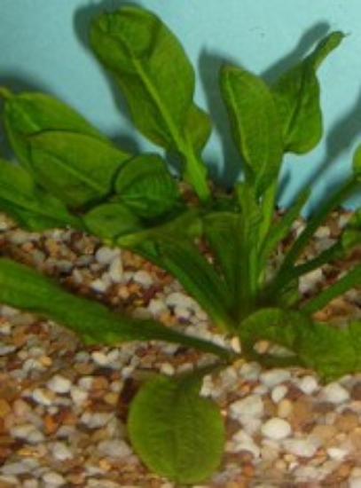 Picture of PLANT-ROSETTA SWORD MED SPECIES: ECHINODORUS PARVIFLORES         