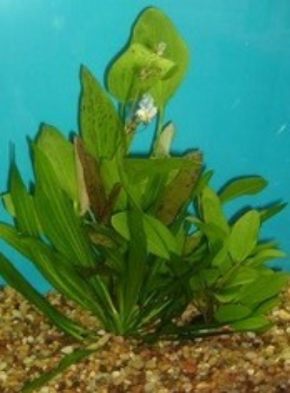 Picture of PLANT-MIXED SWORD MED-TRUE AQUATIC 