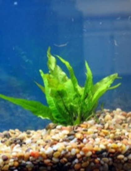 Picture of PLANT-JAVA FERN-               