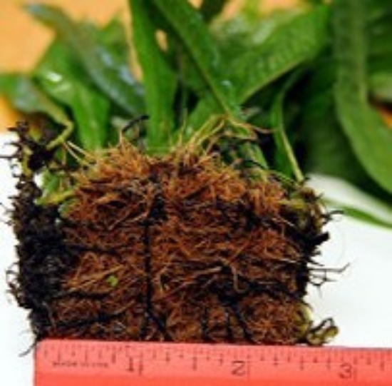 Picture of PLANT-JAVA FERN MAT 2.5x3      