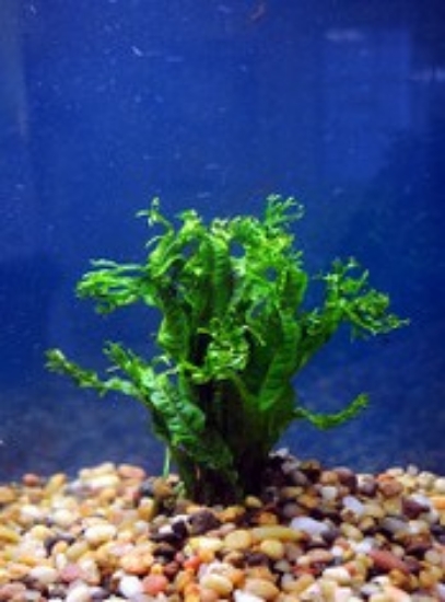 Picture of PLANT-JAVA FERN(WINDELOV)LACY  