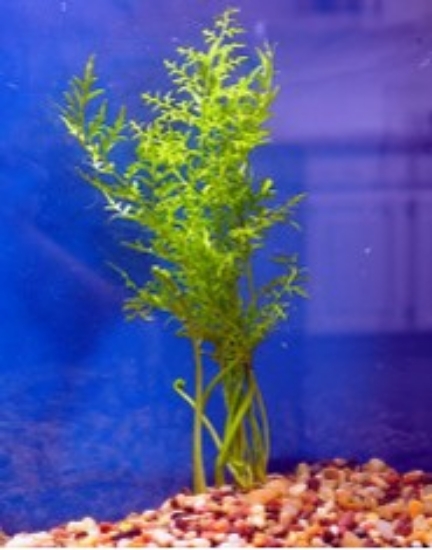 Picture of PLANT-WATERSPRITE (INDIAN FERN)SMALL SPECIES: CERATOPTERIS THALICTROIDES *CANNOT BE SHIPPED TO CA    