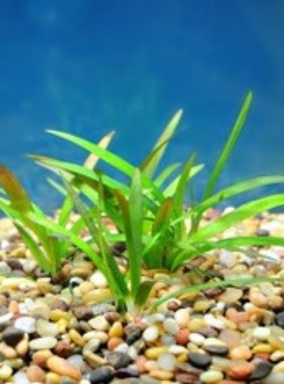 Picture of PLANT-BROADLEAF SAGITTARIA CANNOT BE SHIPPED TO WA