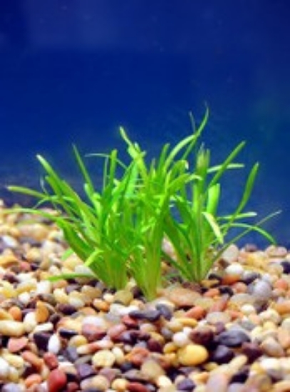 Picture of PLANT-DWARF SAGITTARIA SPECIES: SAGITTARIA SUBULATA 'DWARF'             