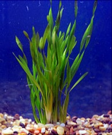 Picture of PLANT-CORKSCREW VAL SPECIES : VALLISNERIA TORTA         