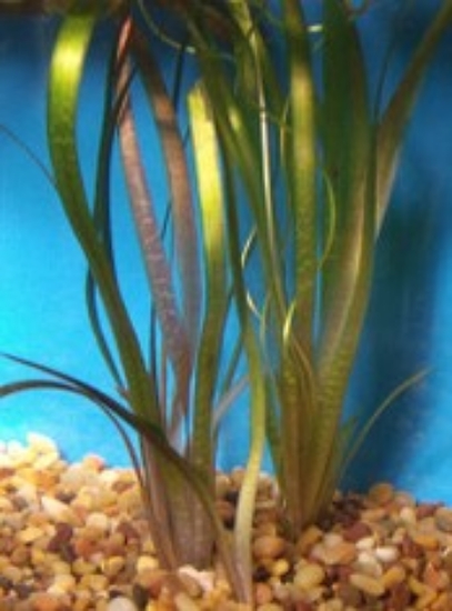 Picture of PLANT-JUNGLE VAL SPECIES: VALLISNERIA AMERICANA              