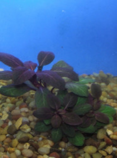 Picture of PLANT-CARDINAL PLANT  SPECIES: LOBELIA CARDINALIS - SMALL FORM         