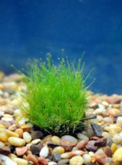 Picture of PLANT-HAIRGRASS DWARF-PLUGSSPECIES: ELEOCHARIS PARVULA           