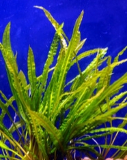 Picture of PLANT-CRYPTOCORYNE BALANSAE MED        