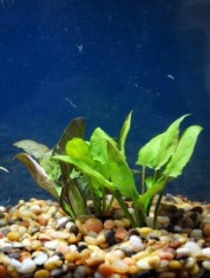 Picture of PLANT-CRYPTOCORYNE PONTEDEIFOL MD     