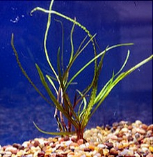 Picture of PLANT-CRYPTOCORYNE RETROSPIRALIS MED  