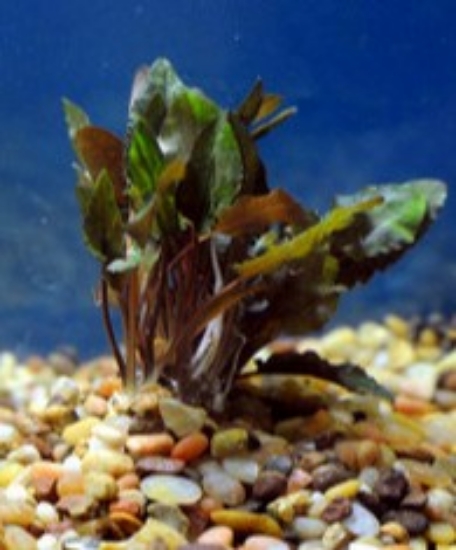 Picture of PLANT-WENDTII(BRONZE)MED SPECIES      