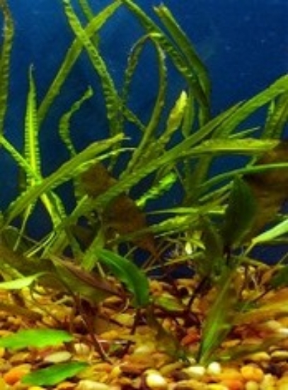 Picture of PLANT-ASSORTED CRYPTOCORYNE MD     