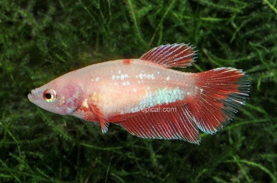 Picture of BETTA-HALFMOON FEMALE  