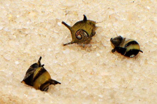 Picture of SNAIL-HORNED NERITE(SUN SNAIL) SM-  