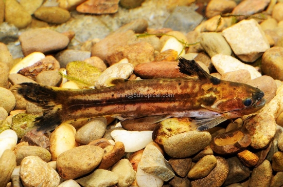 Picture of DWRF STRIPE DRIFTWOOD CAT