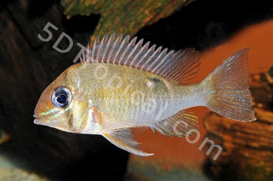 Picture of CUPID CICHLID            