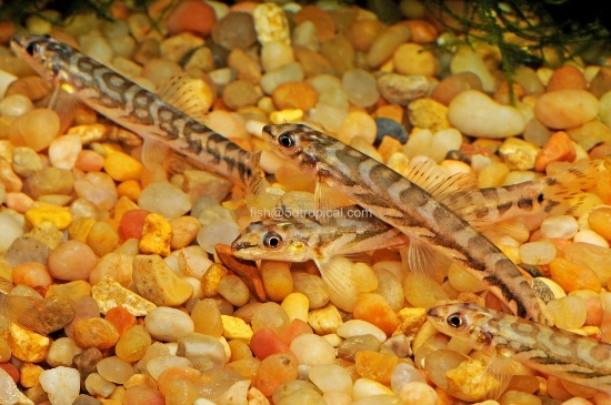 Picture of ZODIAC LOACH             