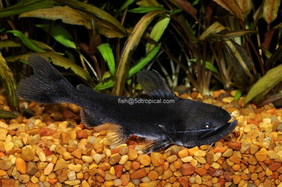 Picture of SOUTH AMERICAN CATFISH-GULPER CAT-              