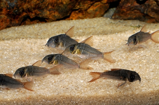 Picture of SOUTH AMERICAN CORY-CONCOLOR CORY(SLATE CORY)