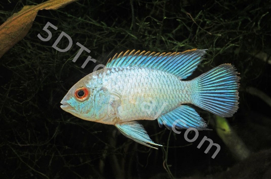 Picture of CICHLID-ELECTRIC BLUE ACARA MED  