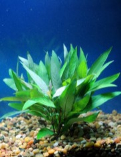 Picture of PLANT-BLUE HYGRO               