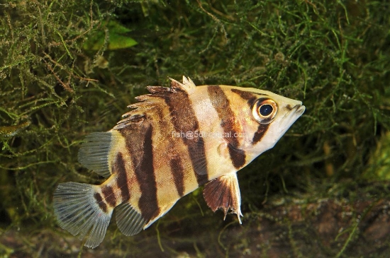 Picture of BRACKISH-TIGER DATNOID