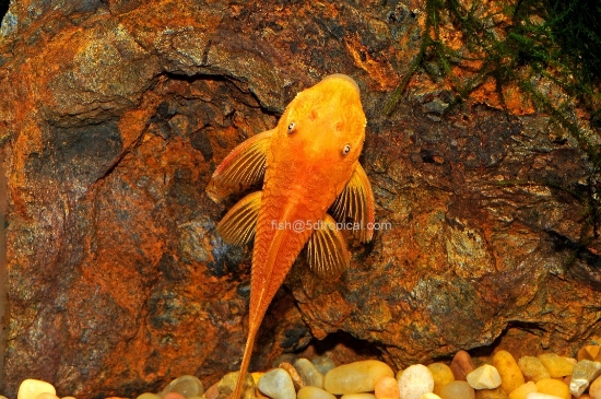 Picture of PLECO-SUPER RED ANCISTRUS SM    