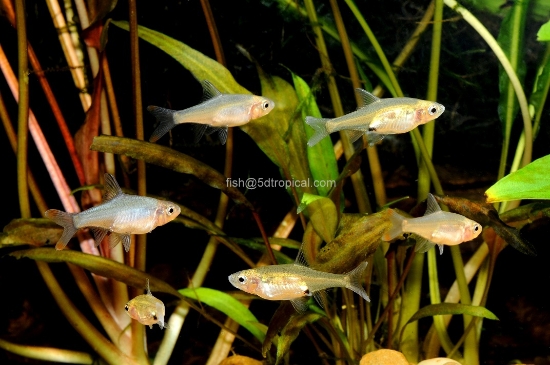 Picture of TETRA-ASIAN RUMMY RASBORA 