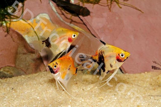 Picture of ANGELFISH-KOI MED      