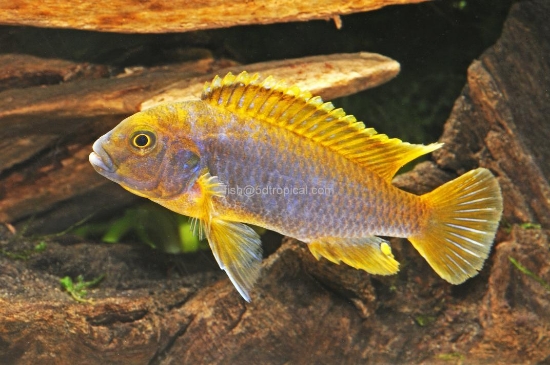 Picture of AFRICAN MBUNA-RUSTY MD            