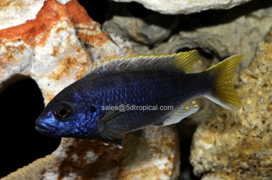 Picture of AFRICAN MBUNA-P. ACEI MD                  