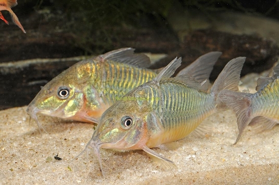 Picture of SOUTH AMERICAN CORY-BROCHS SPLENDN S.A-WW    