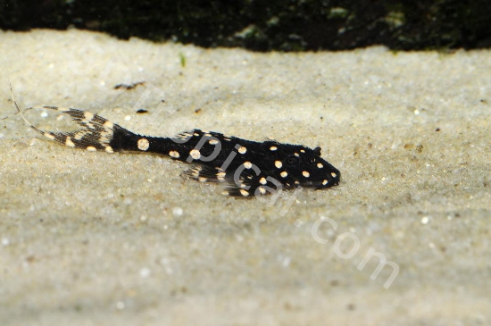 Picture of SOUTH AMERICAN PLECO-ADONIS (POLKA DOT LYRETAIL)