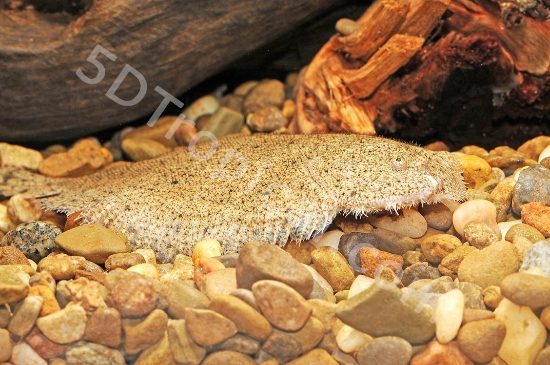 Picture of SOUTH AMERICAN FISH-FLOUNDER LIMA-      