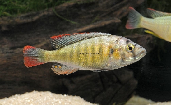Picture of HAP TOMATO MALE MD       