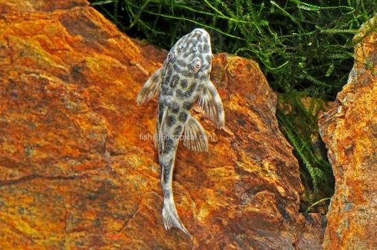 Picture of SMOKEY PECKLOTIA-W.W.    