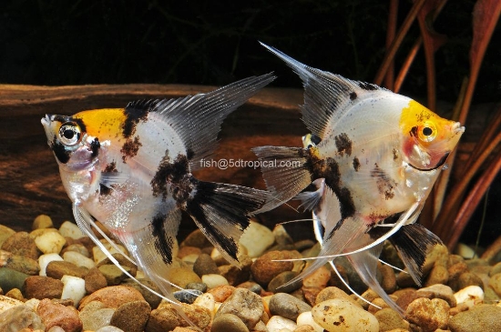 Picture of ANGELFISH-KOI SELECT       