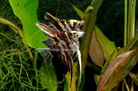 Picture of ANGELFISH-MARBLE MED           