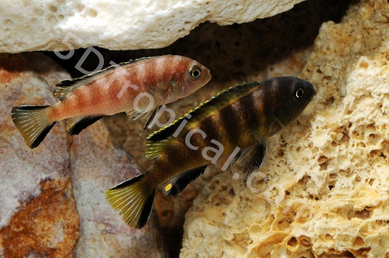 Picture of AFRICAN MBUNA-CHAILOSI ELONGATUS SM    