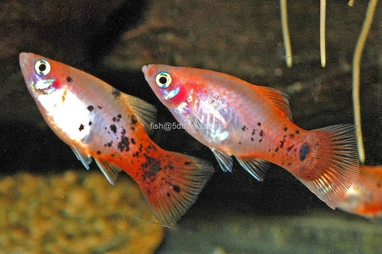 Picture of PLATY-REDTAIL CRYSTAL 