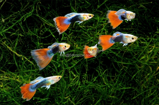 Picture of GUPPY-TURQUOISE REDTAIL MALE        