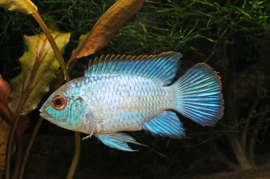 Picture of CICHLID-ELECTRIC BLUE ACARA REG (FL)        