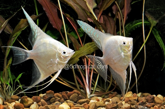 Picture of PLATINUM ANGEL REG       