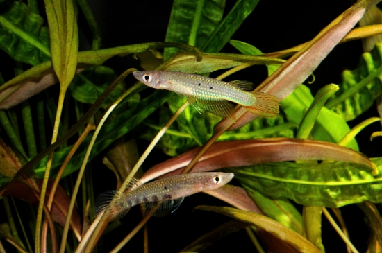 Picture of KILLIFISH-GREEN PANCHAX              