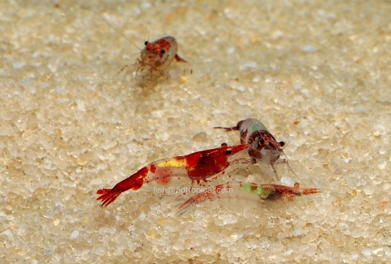 Picture of SHRIMP-RED RILI  