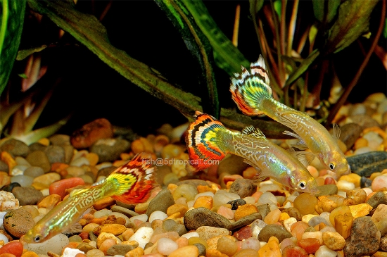 Picture of GUPPY-RED COBRA MALE 