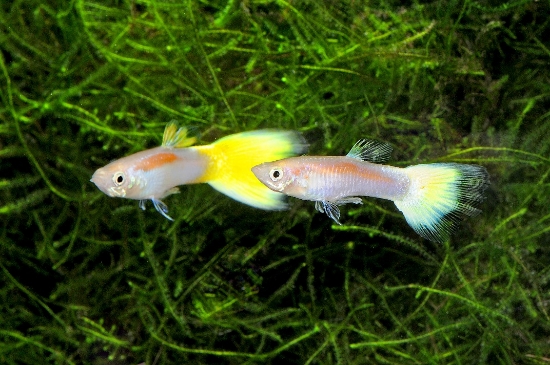 Picture of LASER BEAM MALE GUPPY    