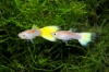 Picture of LASER BEAM MALE GUPPY    